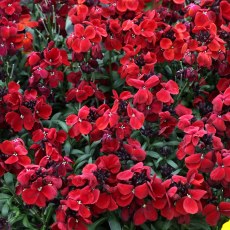 AUTUMN PACK Wallflower Sugar Rush Red 6pk AUTUMN PACK Wallflower Sugar Rush Red 6pk