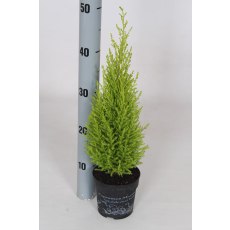AUTUMN POT Cupressus macrocarpa Wilma 12cm AUTUMN POT Cupressus macrocarpa Wilma 12cm