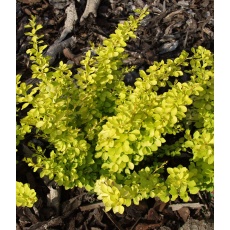 Berberis thunbergii Goldalitta 2L