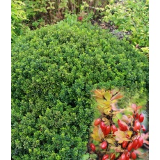 Berberis thunbergii Kobold 2L