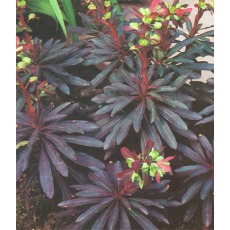 Euphorbia amygdaloides Purpurea 2L