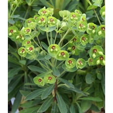 Euphorbia x martini Tiny Tim 2L