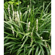 Liriope muscari Monroe White 2L