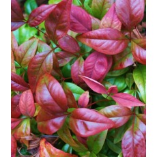 Nandina domestica Blush Pink 2L