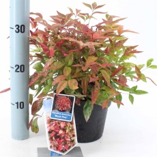 Nandina domestica Blush Pink 2L