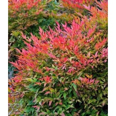 Nandina domestica Gulfstream 2L