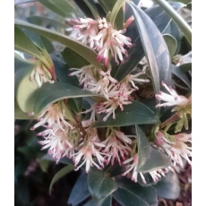 Sarcococca hookeriana humilis 2L Sarcococca hookeriana humilis 2L