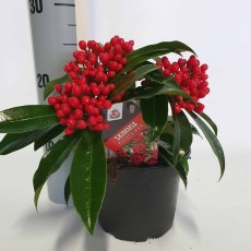 Skimmia japonica subsp. reevesiana 1.5L Skimmia japonica subsp. reevesiana 1.5L