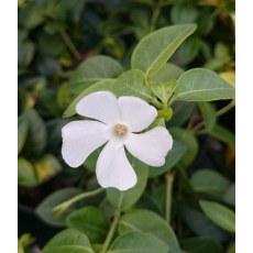 Vinca minor Colada 2L