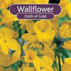 BARE-ROOT Wallflower - Cloth Of Gold BARE-ROOT Wallflower - Cloth Of Gold