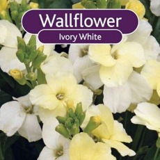 BARE-ROOT Wallflower - Ivory White BARE-ROOT Wallflower - Ivory White