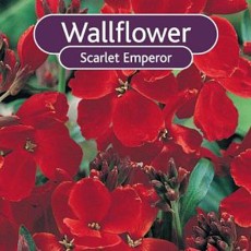 BARE-ROOT Wallflower - Scarlet Emperor BARE-ROOT Wallflower - Scarlet Emperor