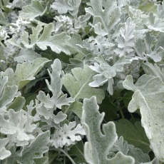 AUTUMN PACK Cineraria maritima Silver Dust 6pk AUTUMN PACK Cineraria maritima Silver Dust 6pk