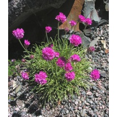 ALPINE Armeria maritima Nifty Thrifty 9cm ALPINE Armeria maritima Nifty Thrifty 9cm