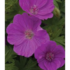ALPINE Geranium sanguineum Vision Violet 9cm ALPINE Geranium sanguineum Vision Violet 9cm