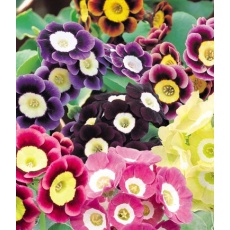 ALPINE Primula ? pubescens (auricula) 9cm ALPINE Primula ? pubescens (auricula) 9cm