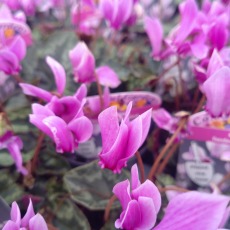 Cyclamen hederifolium Pink 9cm Cyclamen hederifolium Pink 9cm