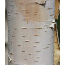 Betula utilis var. jacquemontii Silver Shadow 12L Betula utilis var. jacquemontii Silver Shadow 12L