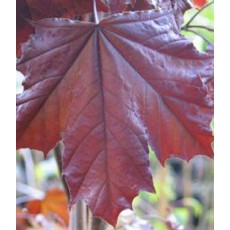 Acer platanoides Crimson King 10L Acer platanoides Crimson King 10L