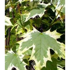 Acer platanoides Drummondii 10L Acer platanoides Drummondii 10L