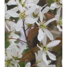 Amelanchier lamarckii 10L Amelanchier lamarckii 10L