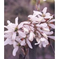 Amelanchier x grandiflora Ballerina 10L Amelanchier x grandiflora Ballerina 10L
