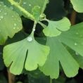 Ginkgo biloba 10L Ginkgo biloba 10L