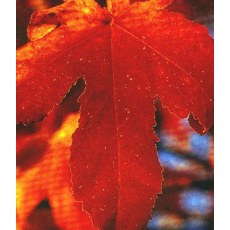 Liquidamber styraciflua Worplesdon 10L Liquidamber styraciflua Worplesdon 10L
