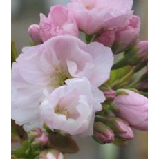 Prunus Amanogawa 10L Prunus Amanogawa 10L