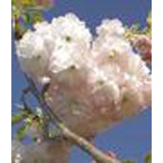 Prunus Little Pink Perfection 10L Prunus Little Pink Perfection 10L