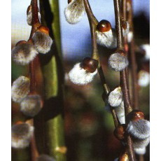 Salix caprea Pendula 140cm stem 10L Salix caprea Pendula 140cm stem 10L