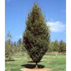 Carpinus betulus Fastigiata 10L Carpinus betulus Fastigiata 10L