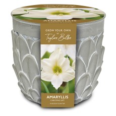 TAYLORS Amaryllis Stone Planter TAYLORS Amaryllis Stone Planter