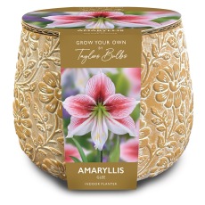 TAYLORS Embossed Teracotta Amaryllis Planter TAYLORS Embossed Teracotta Amaryllis Planter