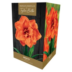 TAYLORS Amaryllis Benito Premium Pot & Fibre TAYLORS Amaryllis Benito Premium Pot & Fibre