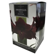 TAYLORS Amaryllis Black Pearl Premium Gift Pack