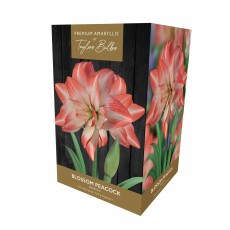 TAYLORS Amaryllis Blossom Peacock Premium Pot & Fibre TAYLORS Amaryllis Blossom Peacock Premium Pot & Fibre