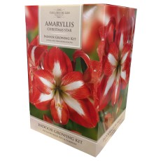 TAYLORS Amaryllis Christmas Star Pot & Bulb Fibre TAYLORS Amaryllis Christmas Star Pot & Bulb Fibre