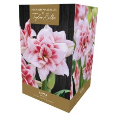TAYLORS Amaryllis Elvas Premium Pot & Fibre TAYLORS Amaryllis Elvas Premium Pot & Fibre