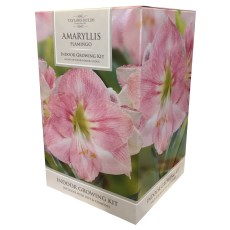 TAYLORS Amaryllis Flamingo Pot & Bulb Fibre