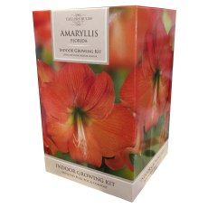 TAYLORS Amaryllis Florida Pot & Bulb Fibre