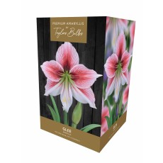 TAYLORS Amaryllis Glee Pot & Bulb Fibre TAYLORS Amaryllis Glee Pot & Bulb Fibre