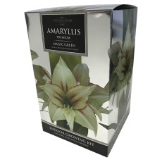 TAYLORS Amaryllis Magic Green Pot & Bulb Fibre TAYLORS Amaryllis Magic Green Pot & Bulb Fibre