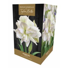 TAYLORS Amaryllis Marilyn Premium Pot & Fibre TAYLORS Amaryllis Marilyn Premium Pot & Fibre