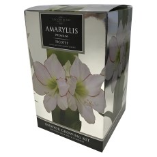 TAYLORS Amaryllis Picotee Premium Gift Pack TAYLORS Amaryllis Picotee Premium Gift Pack