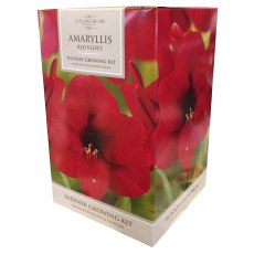 TAYLORS Amaryllis Red Velvet Pot & Bulb Fibre TAYLORS Amaryllis Red Velvet Pot & Bulb Fibre
