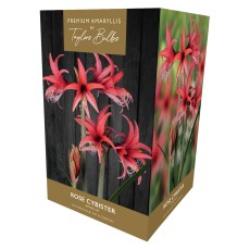 TAYLORS Amaryllis Rose Cybister Pot & Bulb Fibre TAYLORS Amaryllis Rose Cybister Pot & Bulb Fibre