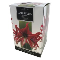 TAYLORS Amaryllis Ruby Star Pot & Bulb Fibre TAYLORS Amaryllis Ruby Star Pot & Bulb Fibre