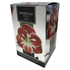 TAYLORS Amaryllis Samba Premium Gift Pack TAYLORS Amaryllis Samba Premium Gift Pack