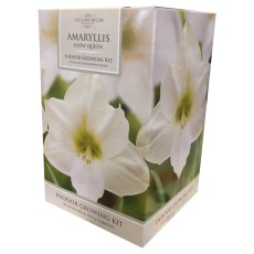 TAYLORS Amaryllis Snow Queen Pot & Bulb Fibre TAYLORS Amaryllis Snow Queen Pot & Bulb Fibre
